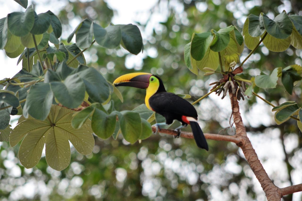 Casa Del Toucan Домінікаль Екстер'єр фото