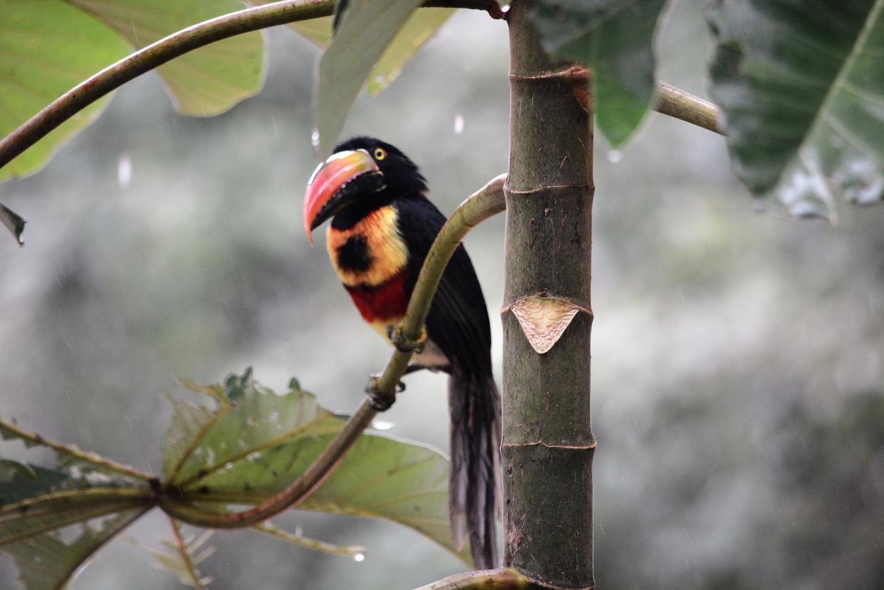 Casa Del Toucan Домінікаль Екстер'єр фото